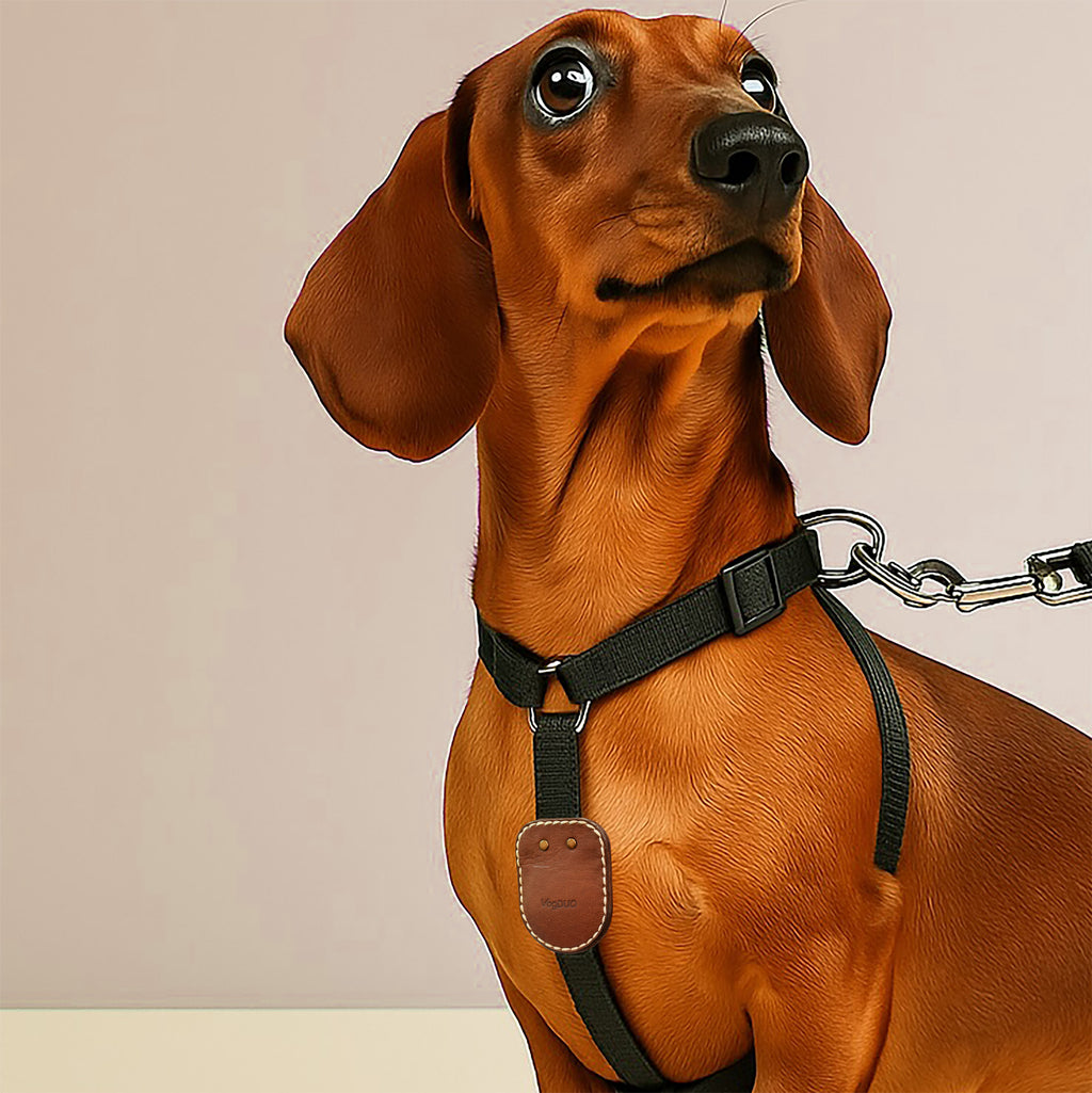 Brown dachshund wearing a black harness and chain on a beige with VogDUO brooch pin AirTag Leather case on the dog leash