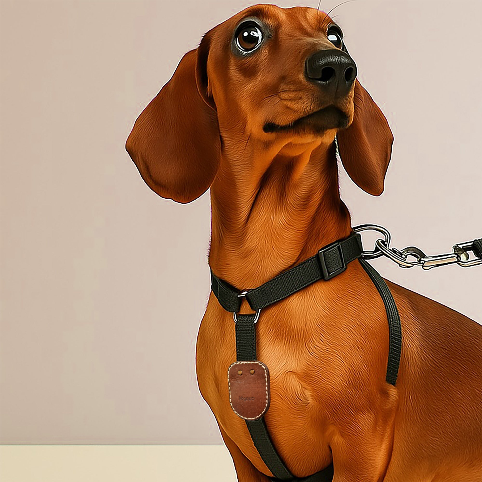 Brown dachshund wearing a black harness and chain on a beige with VogDUO brooch pin AirTag Leather case on the dog leash