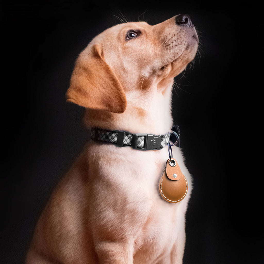 Dog wearing a black AirTag collar with a Tan tag on a dark background
